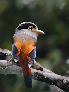 <span class="mw-page-title-main">Silver-breasted broadbill</span> Species of bird