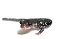 Slimy Salamander (Plethodon glutinosus) (6230506214).png