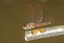 Qisqa amberwing (Perithemis domitia) male.jpg