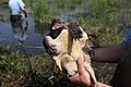 Snapping Turtle (5862663479).jpg