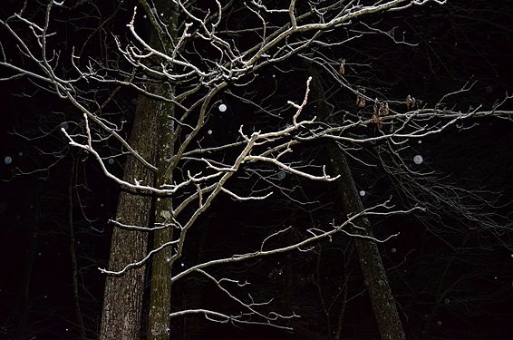 Snow filling the branches of a Tree. Captured at Midnight.