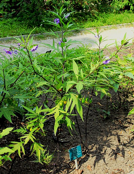 File:Solanum laciniatum Prague 2017 1.jpg