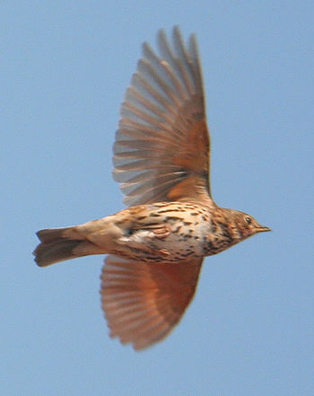 Song Thrush (Turdus philomelos) in flight. Bro...