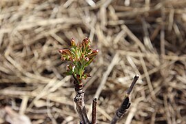 Sorbus Burka - jounas fuelhas.jpg