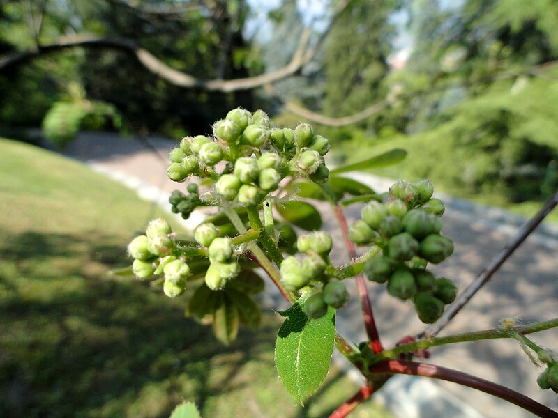 File:Sorbus hupehensis - Villa Taranto (Verbania) - DSC03880.JPG