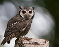Southern white faced scops owl.jpg