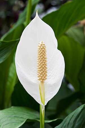 Araceae