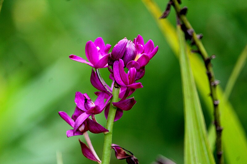 File:Spathoglottis flowers 01.jpg