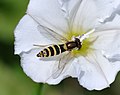 Long Hoverfly (Sphaerophoria scripta) Gewöhnliche Langbauchschwebfliege