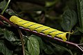 Sphinx ligustri, the privet hawk moth caterpillar