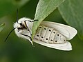 Spilosoma urticae