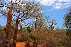 i Spiny forest showing large baobab trees, spiny vegetation, and red soil