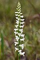 Spiranthes magnicamporum