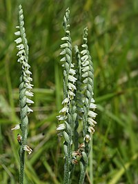 Spiranthes spiralis, skruvax