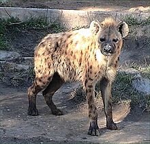 Homosexual behavior in animals - Wikipedia