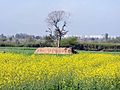 Spring season view on and around Chandigarh International Airport road , from Banur -Landhran to Mohali