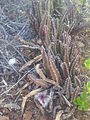 Stapelia hirsuta (Sudafrica e Namibia)