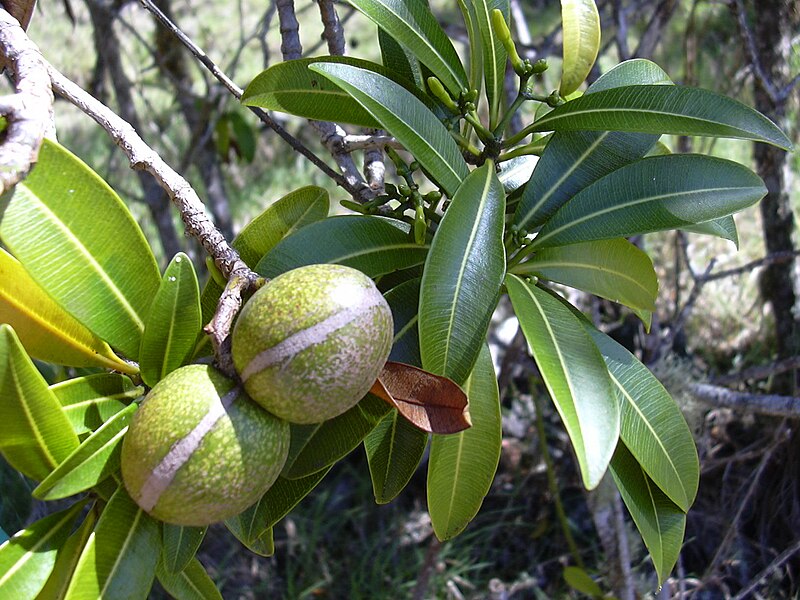 File:Starr 031111-0070 Ochrosia haleakalae.jpg