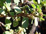 Miniatura para Euphorbia celastroides