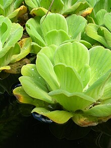 Starr 061108-9788 Pistia stratootes.jpg