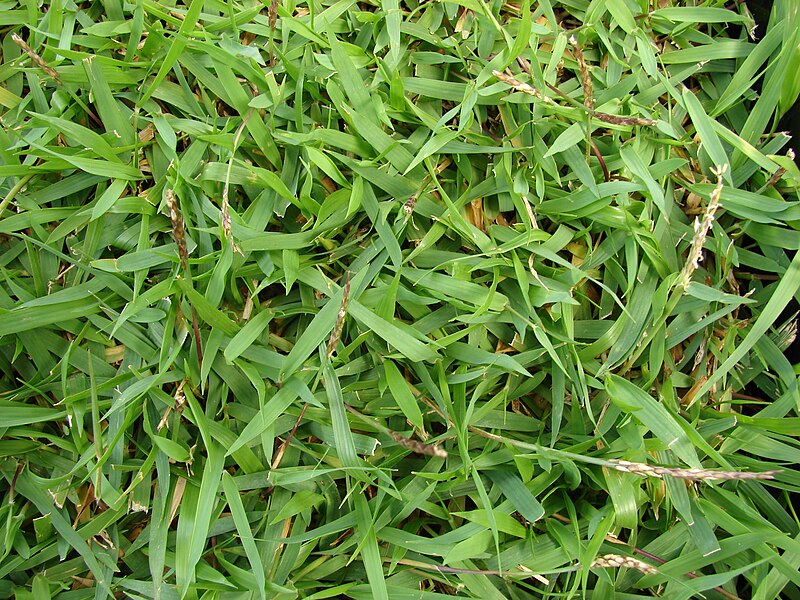 File:Starr 070906-8522 Zoysia sp..jpg