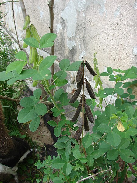 File:Starr 080610-8076 Crotalaria incana.jpg