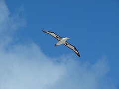Albatros Ciemnolicy