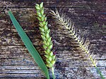 Thumbnail for Setaria parviflora