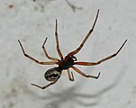 Steatoda nobilis (Theridiidae)