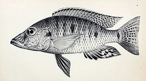 Drawing of Stigmatochromis woodi from the first description