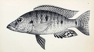 <i>Stigmatochromis</i> Genus of fishes