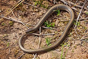 Descripción de la imagen Lagarto sin patas a rayas.jpg.