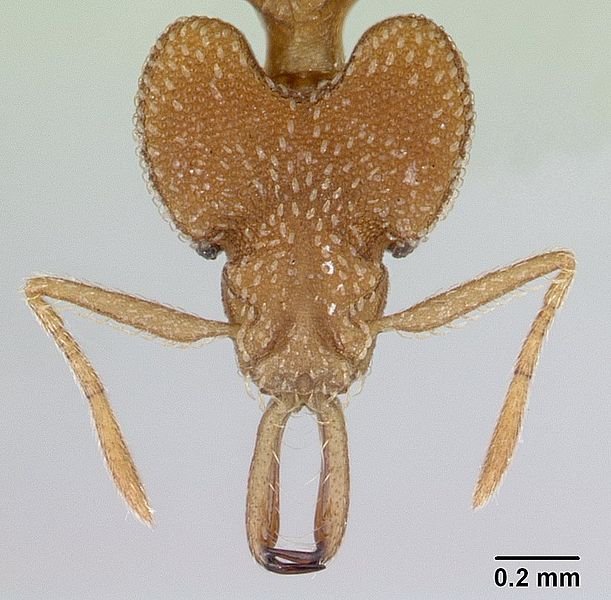 File:Strumigenys cacaoensis casent0178324 head 1.jpg