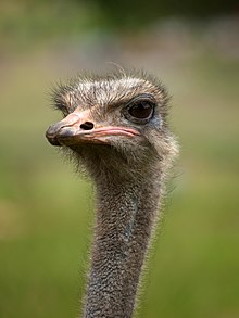 Ostrich portrait showing its large eyes and long eyelashes, its flat, broad beak, and its nostrils