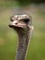 Struthio camelus portrait Whipsnade Zoo.jpg