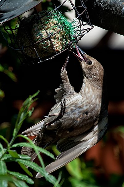 File:Stuck to the feeder...sequence (5931136854).jpg