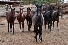 In een paddock staat een groep jonge paarden met donkere maar gevarieerde vachten frontaal, aandachtig.