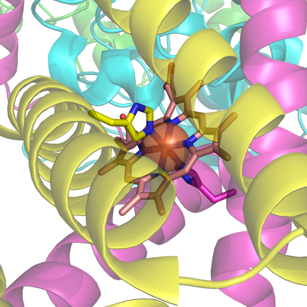 ファイル:Succinate Dehygrogenase 1YQ3 Haem group.png