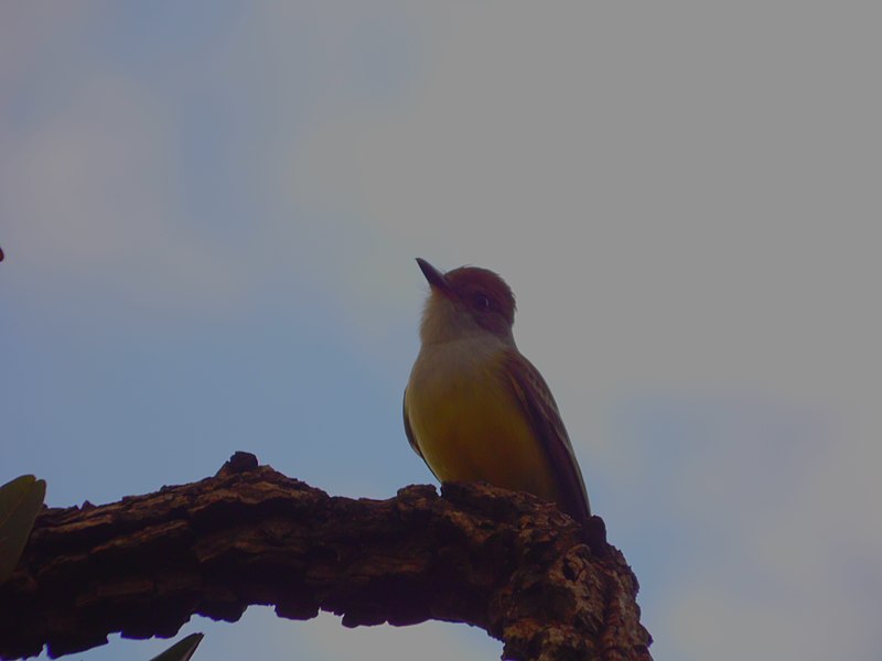 File:Suiriri ou Tiriri em alguns lugares chamado de joão bobo.jpg