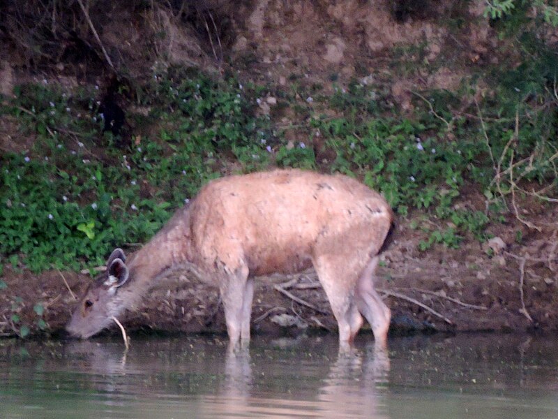 File:Sukhna Wildlife Sanctuary, Chandigarh, India.jpg