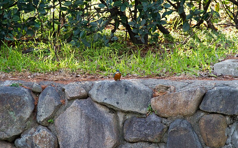 File:Sumiyoshi Park-住吉公園 - panoramio - kisaragi (1).jpg