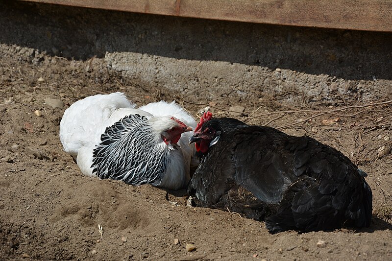 File:Sundheimer Henne und Sachsenhuhn Henne beim Sandbaden (3).jpg