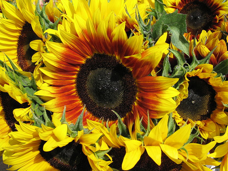 File:Sunflowers in Nova Scotia.jpg