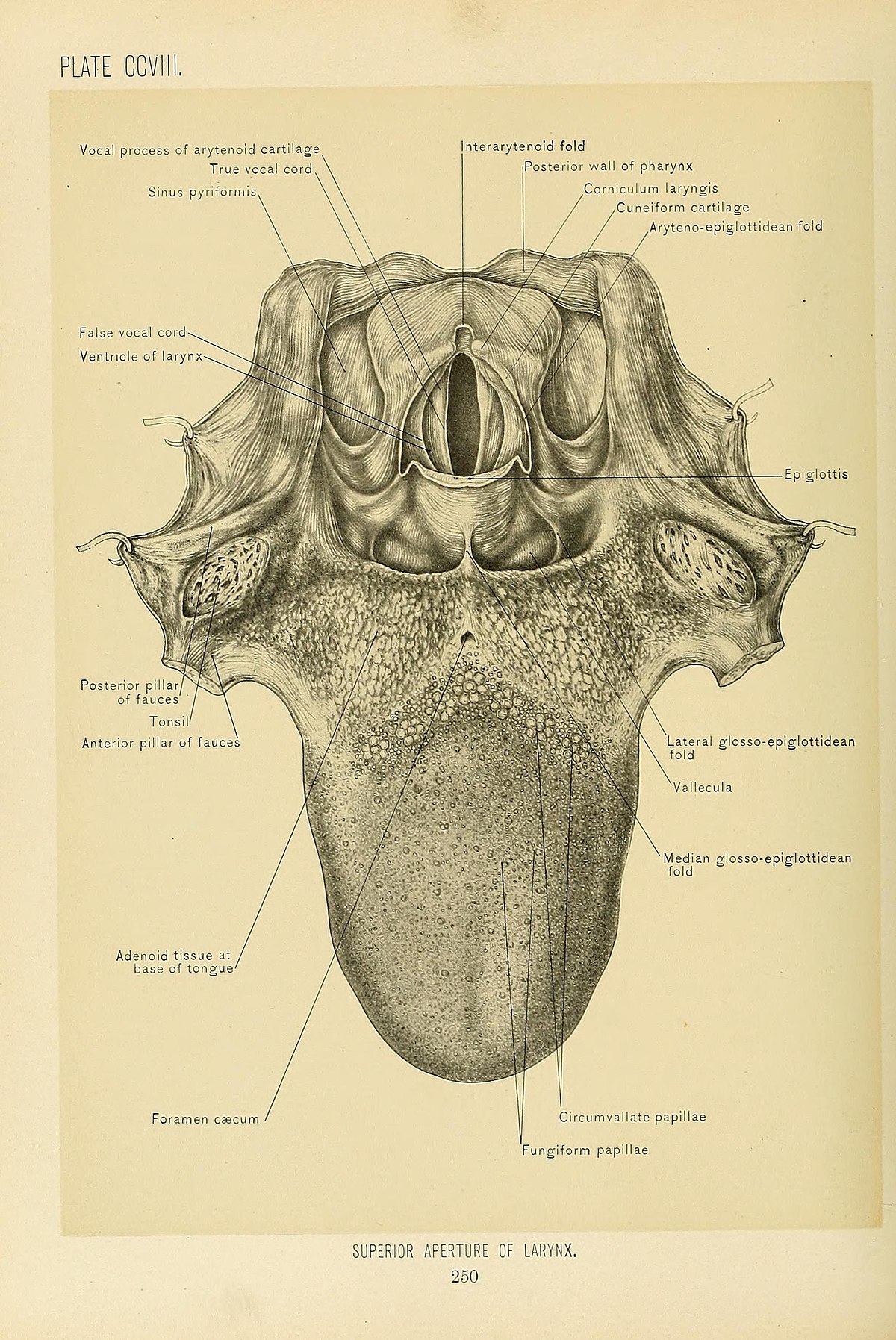 human tongue anatomy