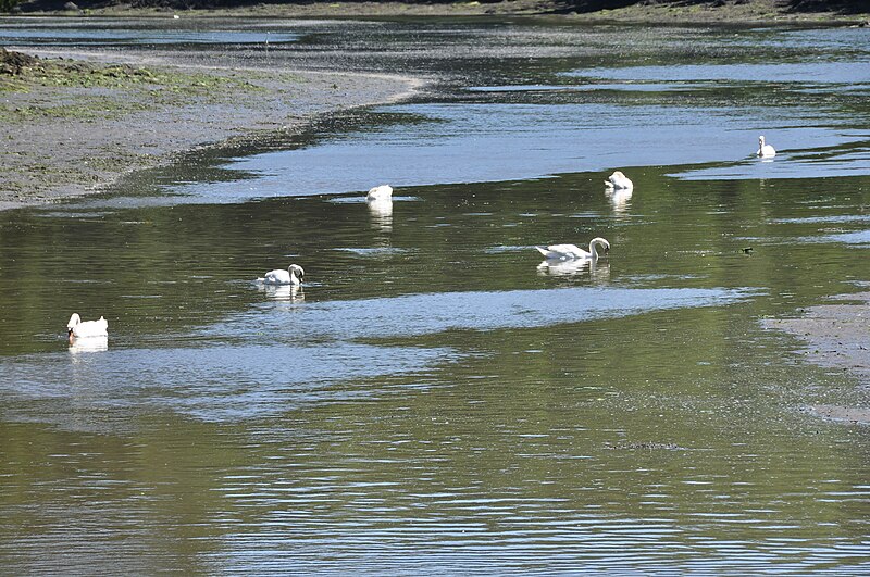 File:Swans in Gillan Creek (8552).jpg