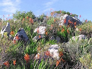 Swartland Shale Renosterveld at Tygerberg Reserve Cape Town.jpg