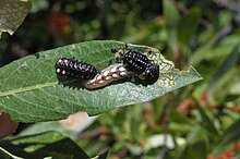 Parasyrphus melanderi larva dengan kumbang mangsa larva