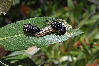 <i>Parasyrphus melanderi</i> Species of fly