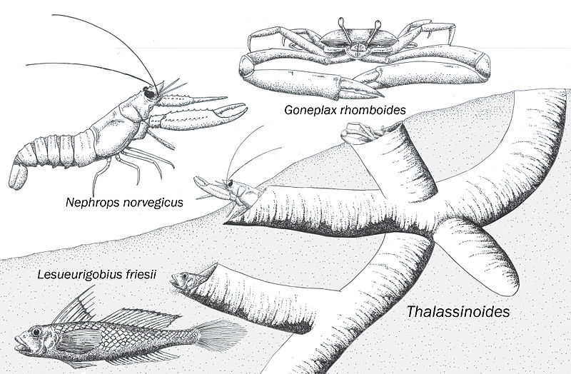 File:Talassinodes illustration.jpg