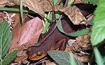 Taricha torosa Taricha torosa Trabuco Canyon.jpg